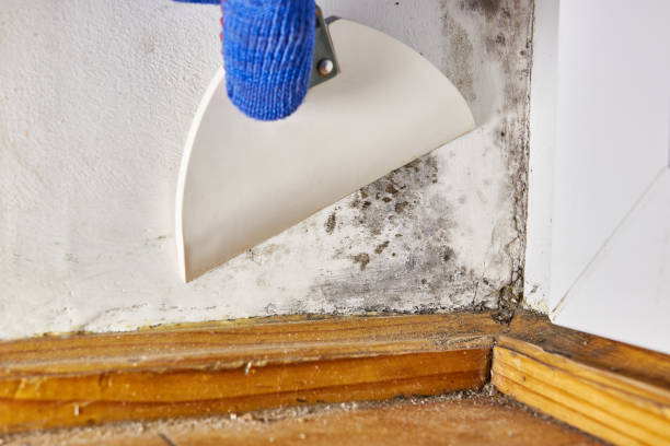 Best Airborne Mold Testing  in Chelsea, AL