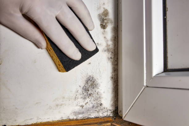 Mold Removal for HVAC Installations in Chelsea, AL