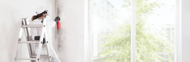 Best Mold Damage Restoration  in Chelsea, AL